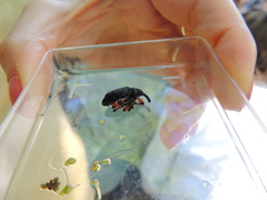 Heilipodus erythropus