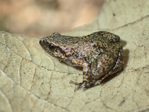 Marimba Screeching Frog, Arthroleptis xenochirus