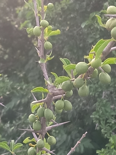 Image of Canthium coromandelicum by (c) Rama Narayanan, some rights reserved (CC BY)