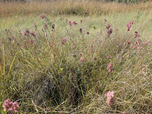 Tufted Rocksage (Aeollanthus engleri)