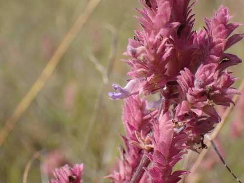 Image of Aeollanthus engleri by (c) Mahomed Desai, some rights reserved (CC BY)