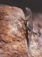 Petrosaurus repens