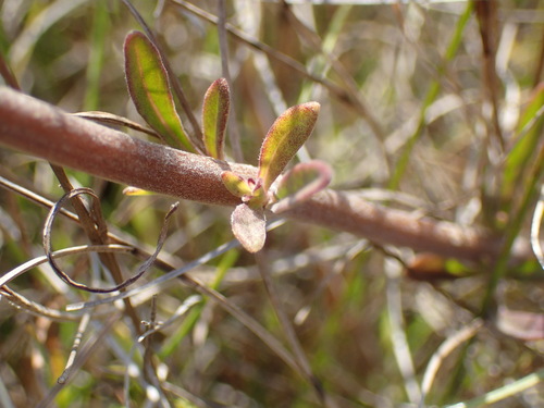 Image of Tufted Rocksage (Aeollanthus engleri) by (c) Mahomed Desai, some rights reserved (CC BY)