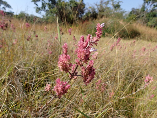 Image of Aeollanthus engleri by (c) Mahomed Desai, some rights reserved (CC BY)