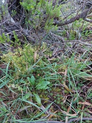 Pseudoscleropodium purum image