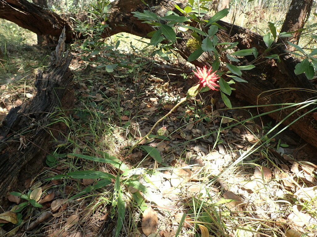 Pleiotaxis rogersii