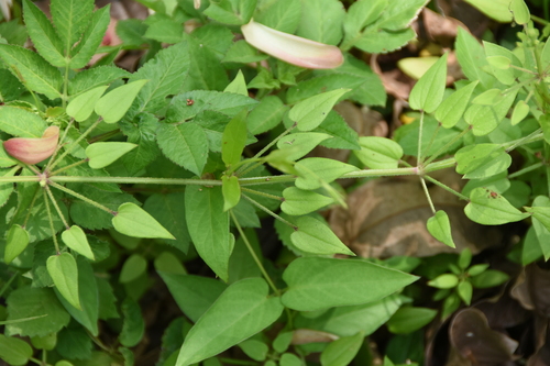Image of Rubia argyi by (c) 潘立傑 LICHIEH_PAN, some rights reserved (CC BY)