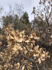 Quercus × undulata