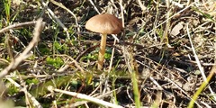 Psathyrella corrugis