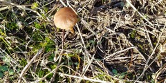 Psathyrella corrugis
