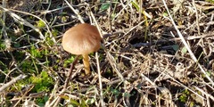Psathyrella corrugis