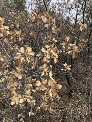 Quercus × undulata