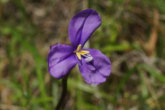 Patersonia occidentalis occidentalis