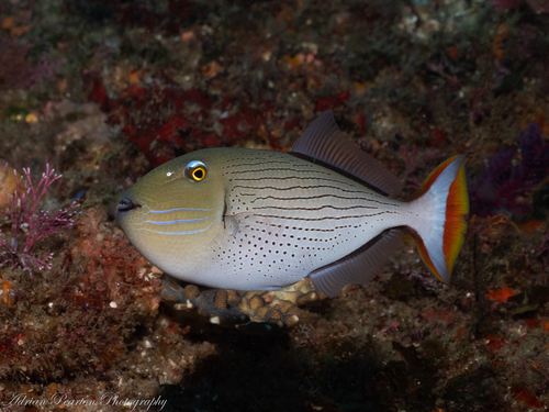 Xanthichthys lineopunctatus