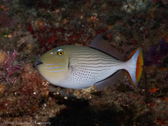 Striped Triggerfish photo 1