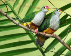 Beautiful Fruit-Dove photo 2