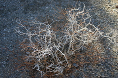 Psorothamnus arborescens