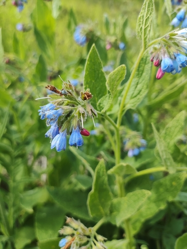 Prickly comfrey (Symphytum asperum)