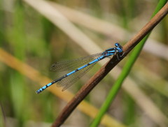 Austrocoenagrion lyelli