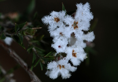 Leucopogon collinus