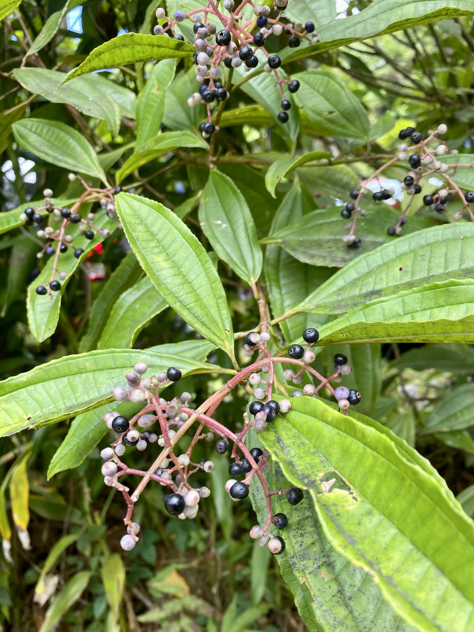 Miconia prasina