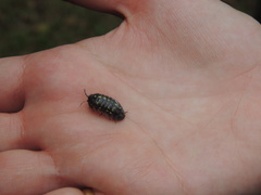 Armadillidium vulgare