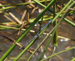 Austrocoenagrion lyelli