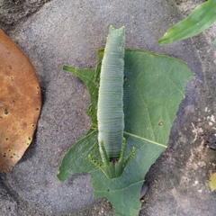 Polyura nepenthes