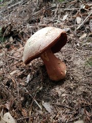 Rubroboletus pulcherrimus