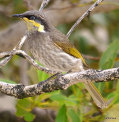 Gavicalis fasciogularis