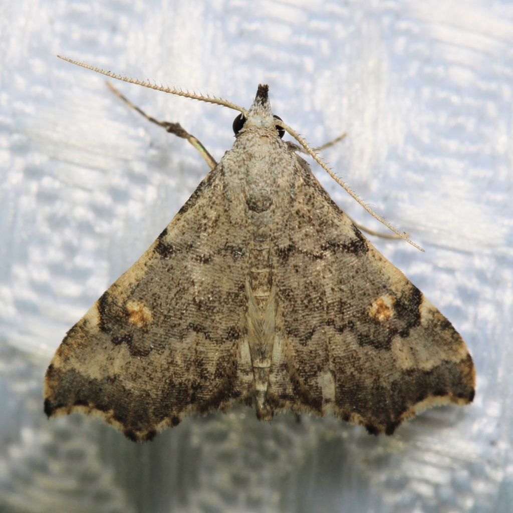 Pygmy Redectis