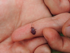 Alagoasa vigintiseptemmaculata