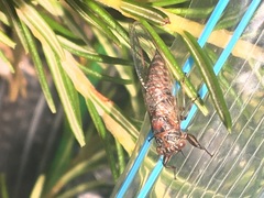Drymopsalta daemeli