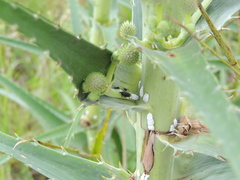 Formicidae