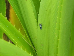 Balacha melanocephala