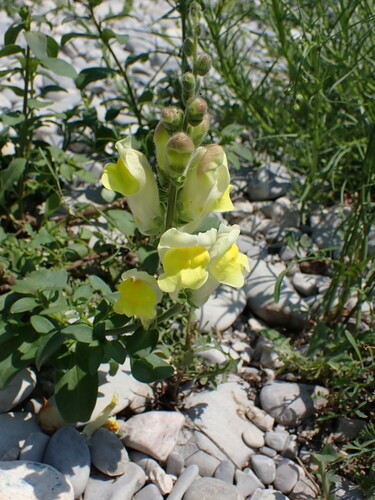 Antirrhinum latifolium (Antirrhinum latifolium)