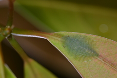 Tituria