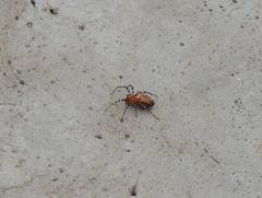 Alpaida gallardoi
