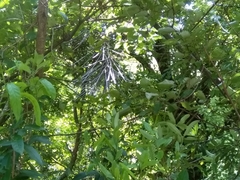 Pseudopanax crassifolius x Ferox