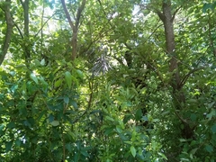 Pseudopanax crassifolius x Ferox