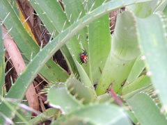 Alpaida quadrilorata
