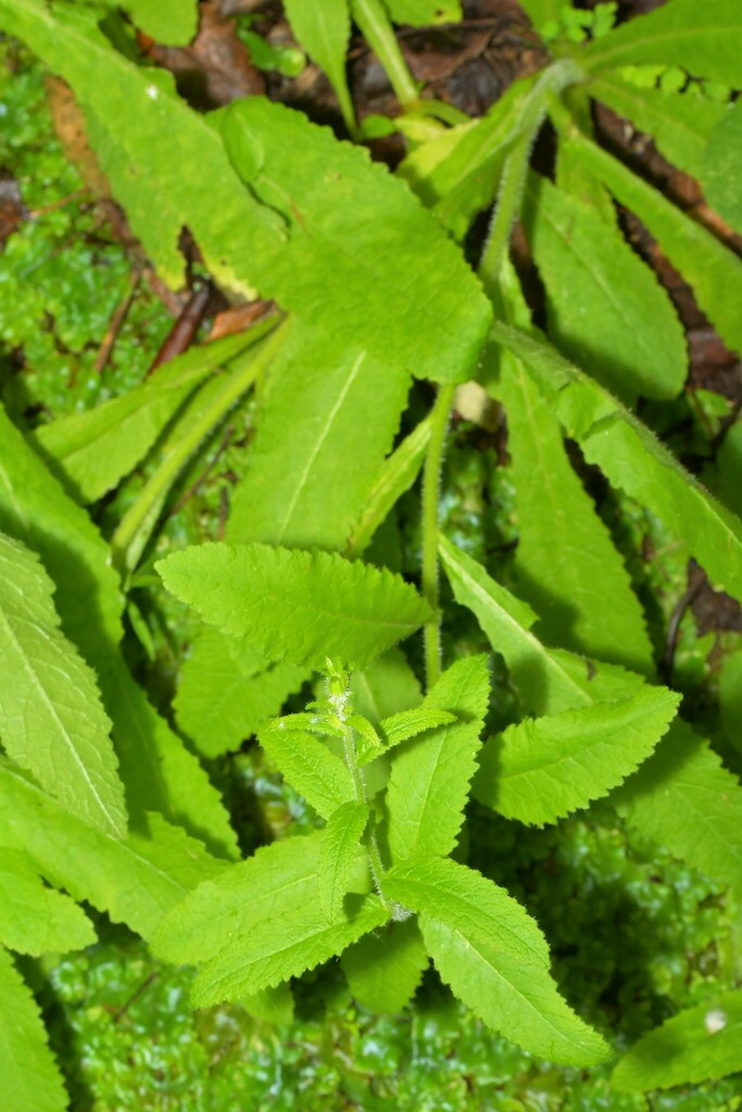 Campanula primulifolia; photograph Paulo Martins, CC BY-SA, iNaturalist via GBIF