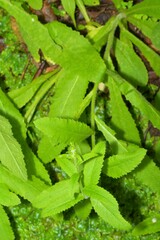 Campanula primulifolia