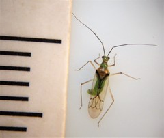 Felisacus elegantulus