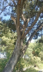 Juniperus deppeana deppeana