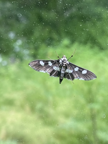 Grape Leaffolder and Leafroller Moths photo 6