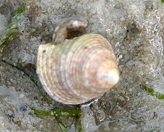 Calliostomatidae