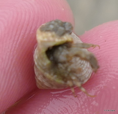 Calliostomatidae