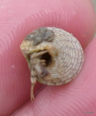 Calliostomatidae