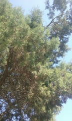 Juniperus deppeana deppeana